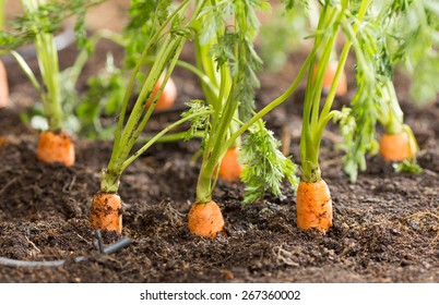 Detail Picture Of Carrot Plant Nomer 6