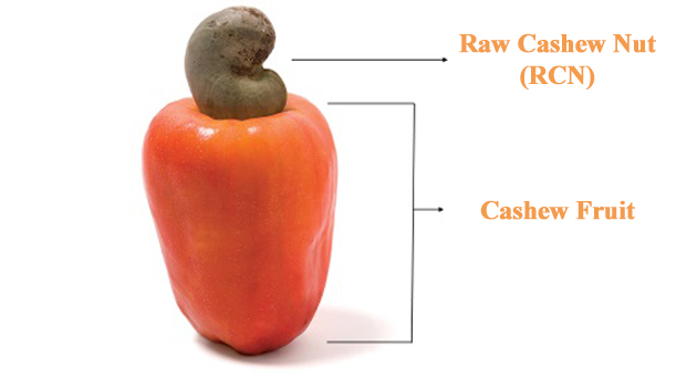 Detail Picture Of Cashew Fruit Nomer 19