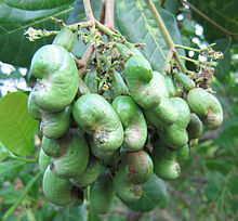 Detail Picture Of Cashew Fruit Nomer 27