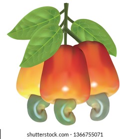 Detail Picture Of Cashew Fruit Nomer 30
