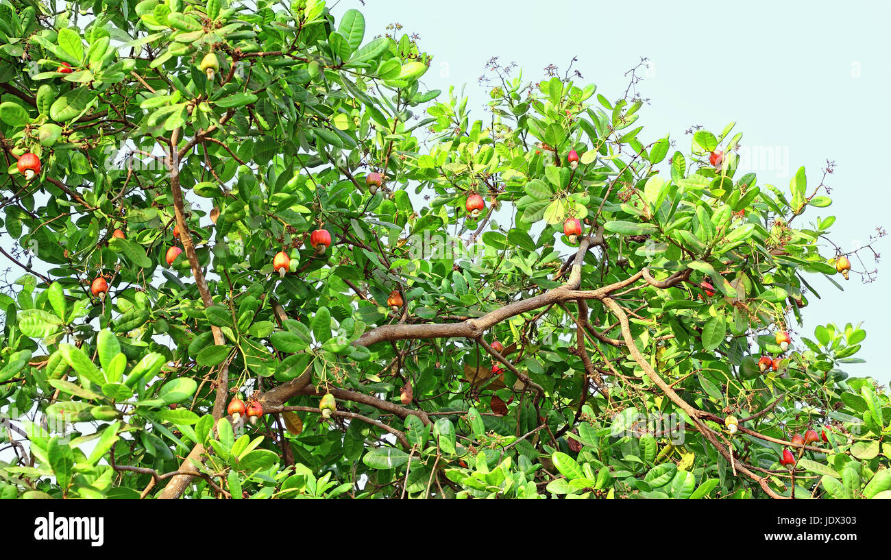 Detail Picture Of Cashew Nut Tree Nomer 12