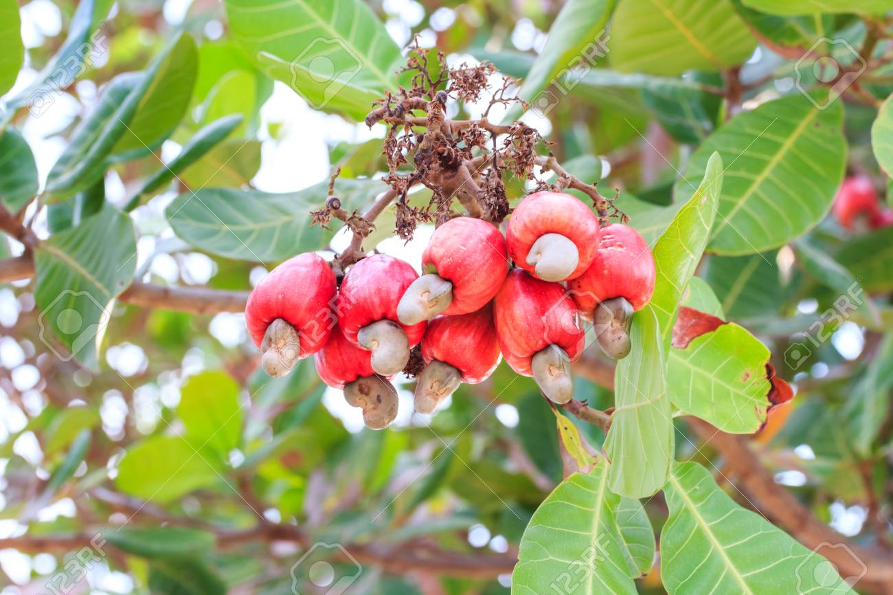 Detail Picture Of Cashew Nut Tree Nomer 14
