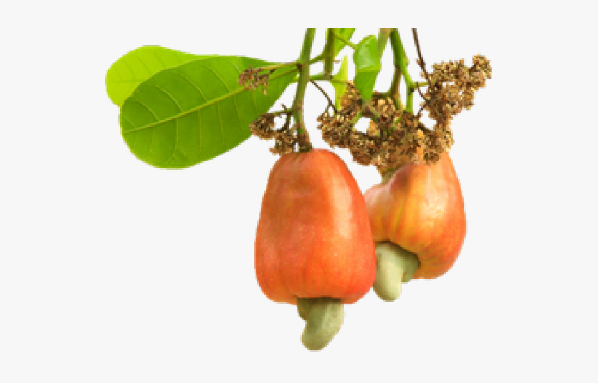 Detail Picture Of Cashew Nut Tree Nomer 41