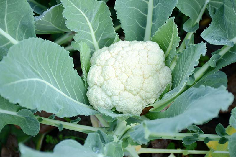 Detail Picture Of Cauliflower Nomer 10