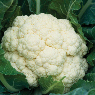 Detail Picture Of Cauliflower Nomer 16