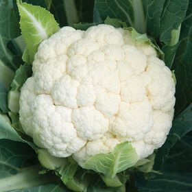 Detail Picture Of Cauliflower Nomer 51