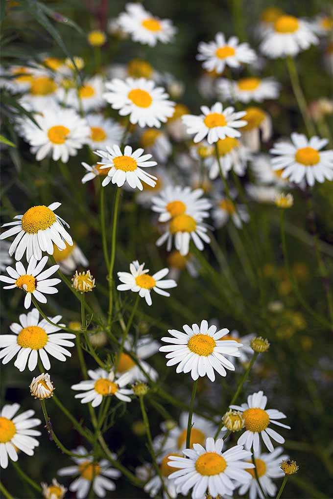 Detail Picture Of Chamomile Flower Nomer 8