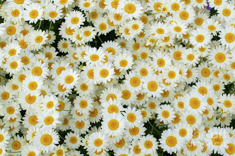 Detail Picture Of Chamomile Flower Nomer 11