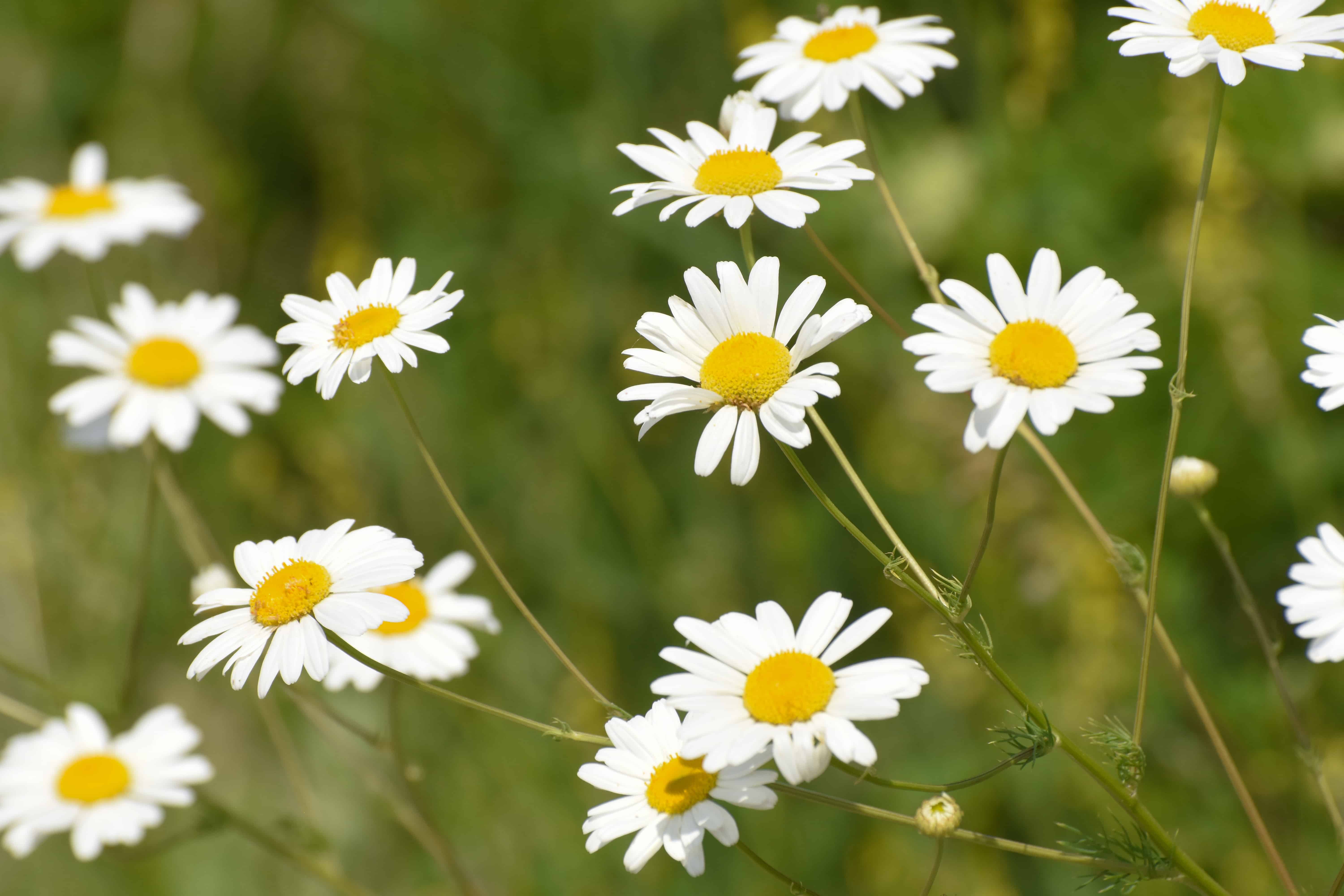 Detail Picture Of Chamomile Flower Nomer 13