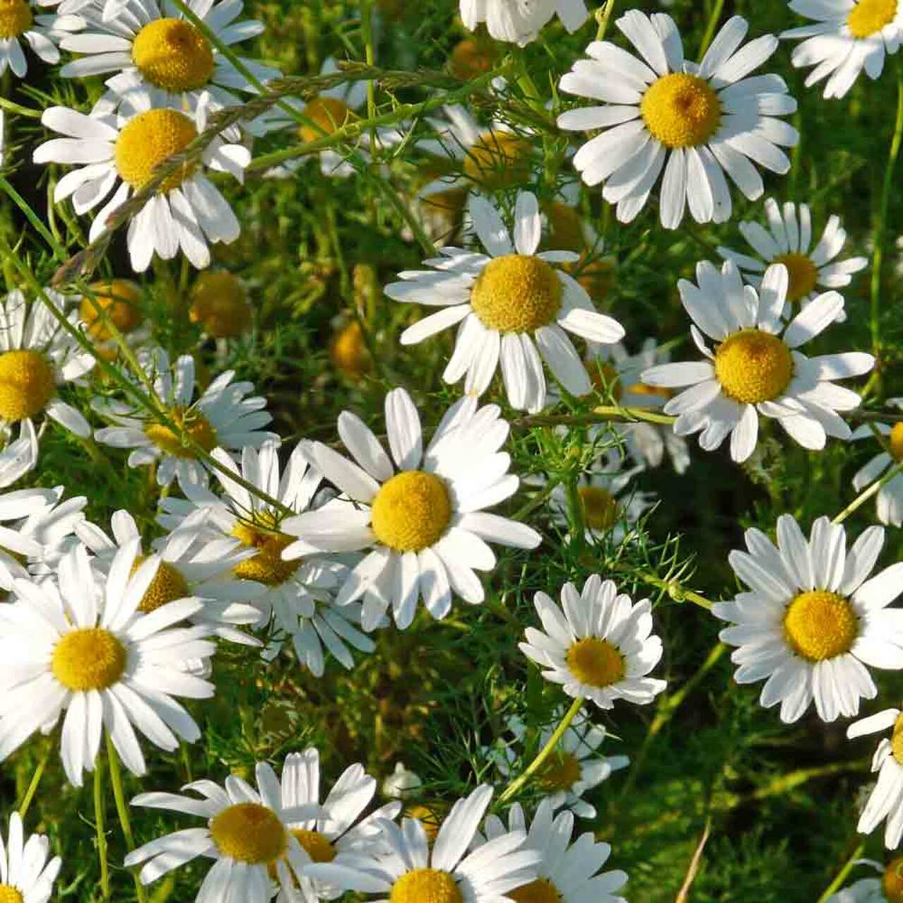 Detail Picture Of Chamomile Flower Nomer 14