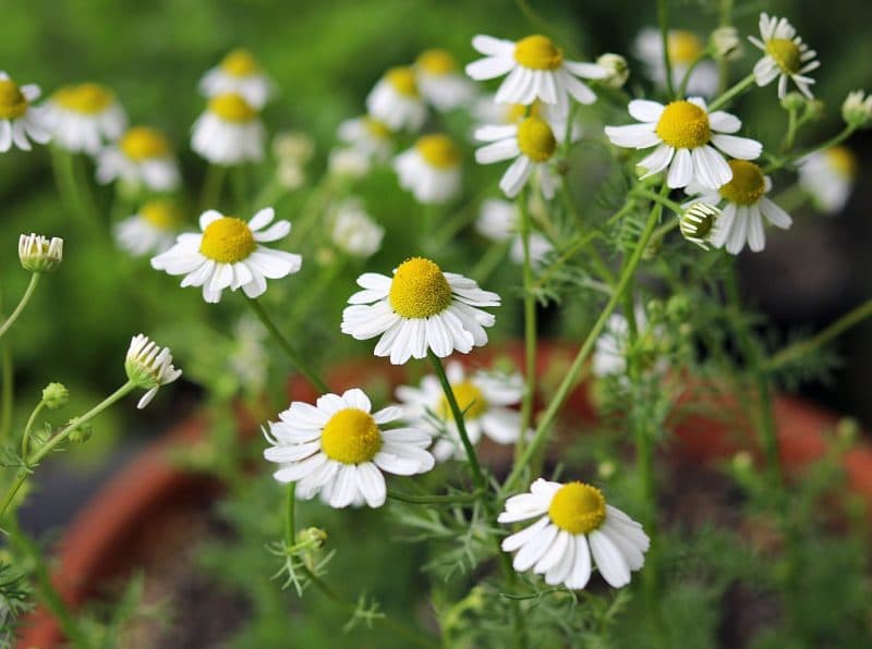 Detail Picture Of Chamomile Flower Nomer 20