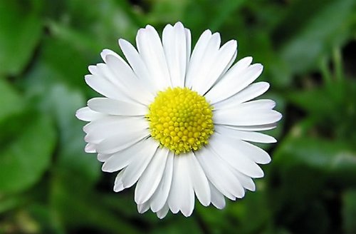 Detail Picture Of Chamomile Flower Nomer 24
