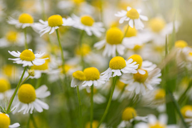 Detail Picture Of Chamomile Flower Nomer 25