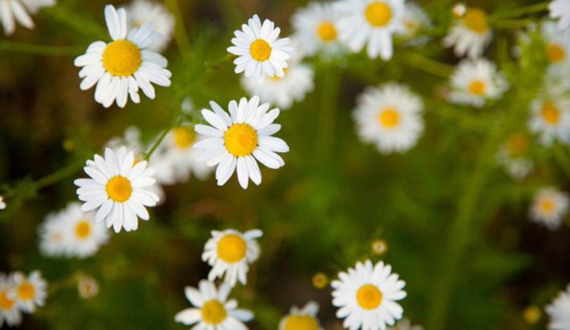 Detail Picture Of Chamomile Flower Nomer 26