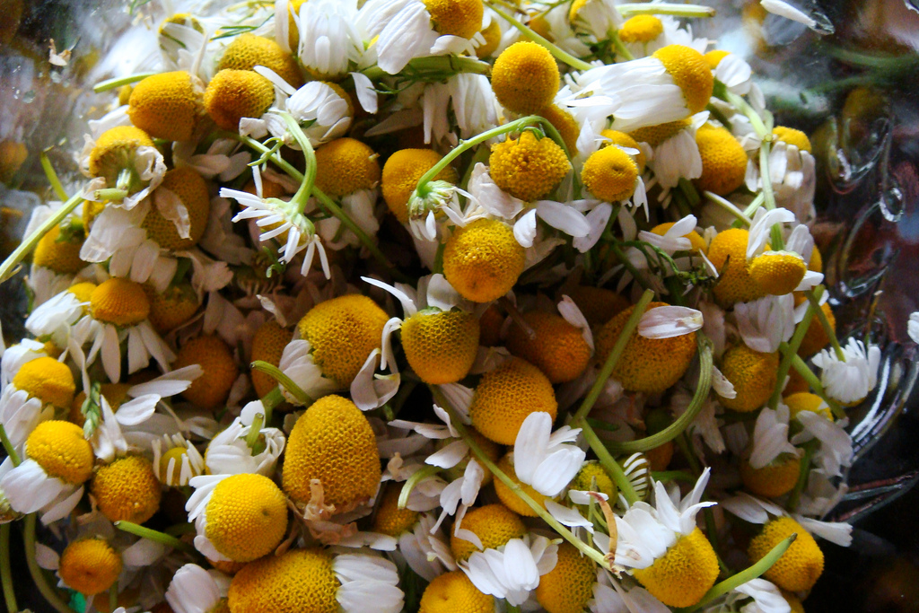 Detail Picture Of Chamomile Flower Nomer 29