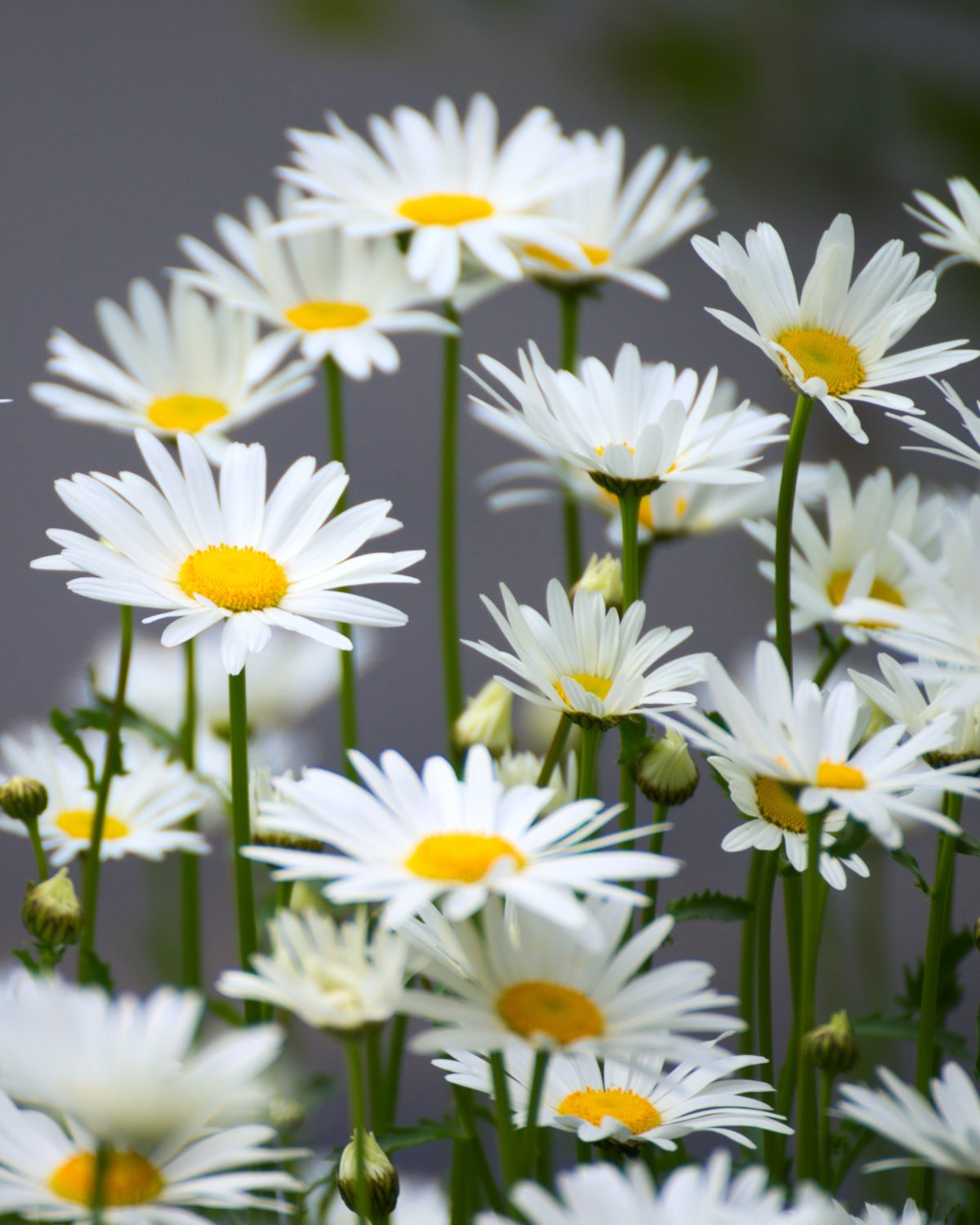 Detail Picture Of Chamomile Flower Nomer 3