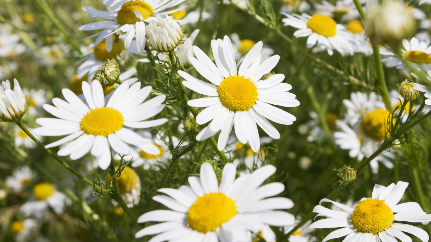 Detail Picture Of Chamomile Flower Nomer 35