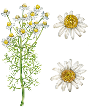 Detail Picture Of Chamomile Flower Nomer 39