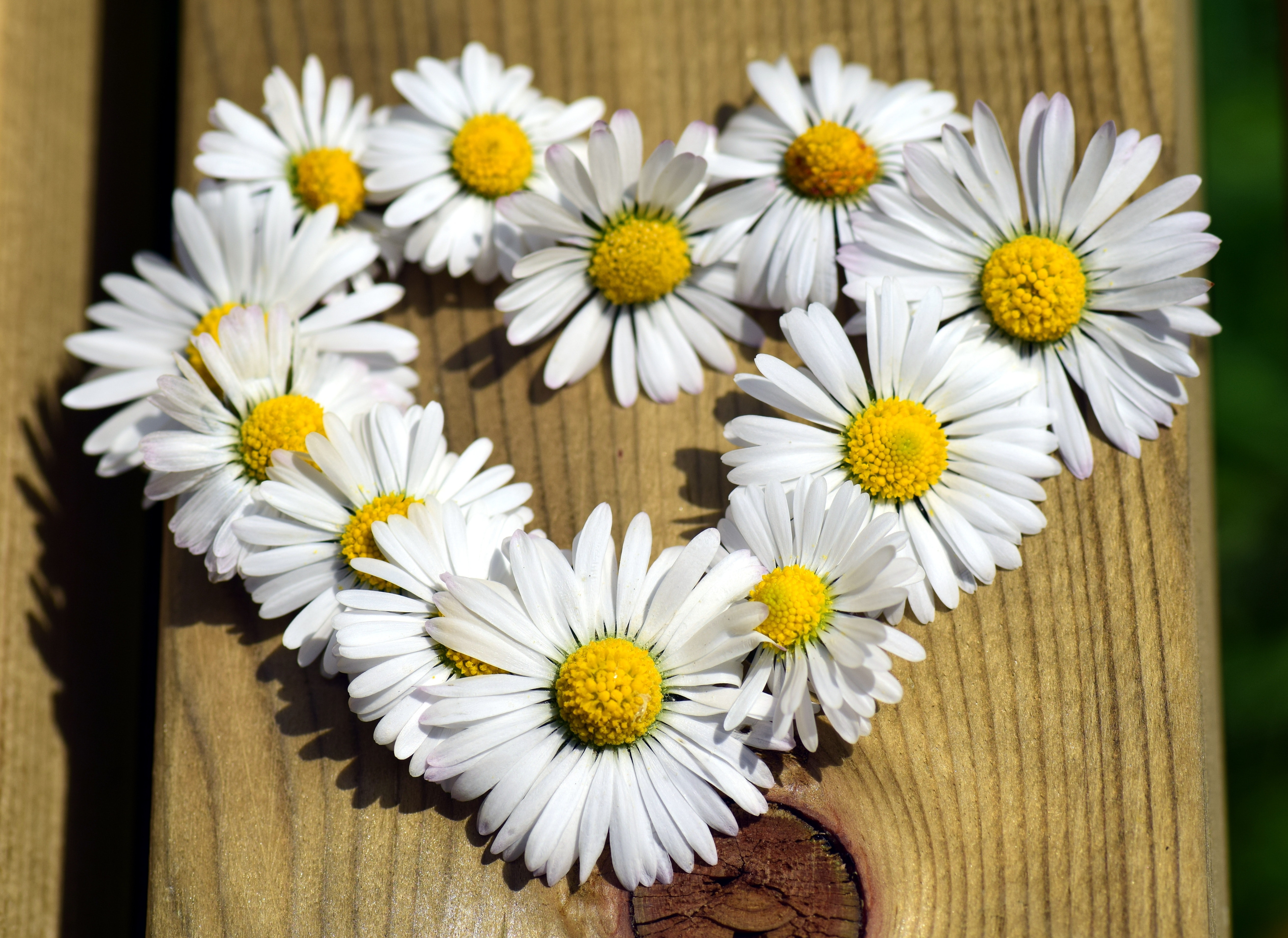 Detail Picture Of Chamomile Flower Nomer 41