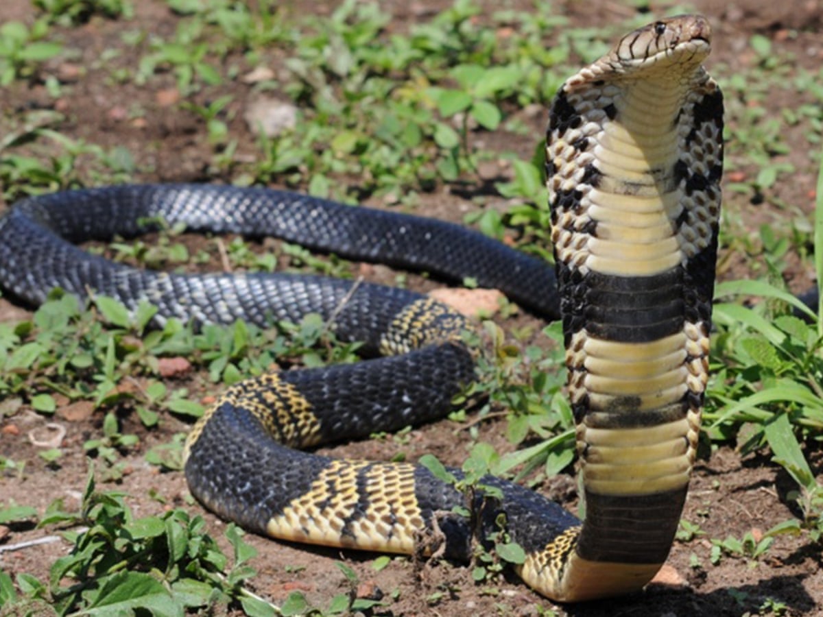 Detail Picture Of Cobra Snake Nomer 29