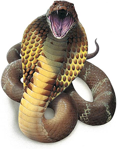 Detail Picture Of Cobra Snake Nomer 31