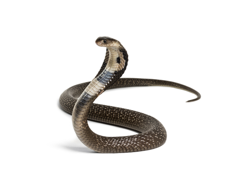 Detail Picture Of Cobra Snake Nomer 49