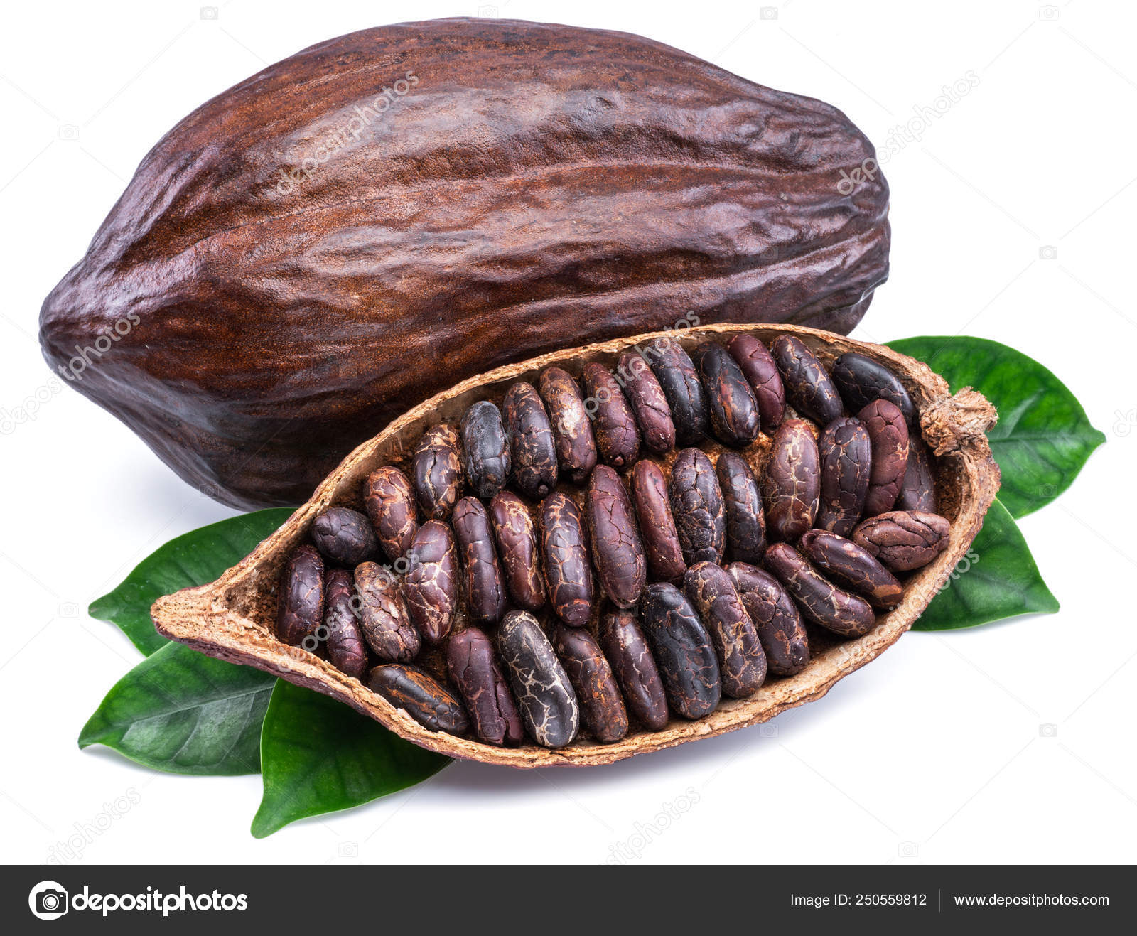 Detail Picture Of Cocoa Beans Nomer 19