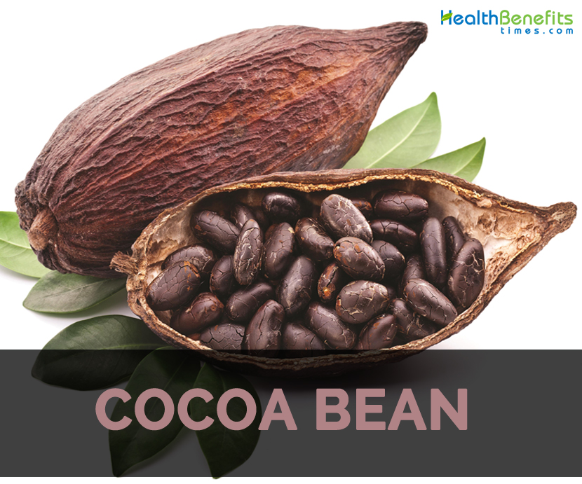 Detail Picture Of Cocoa Beans Nomer 20
