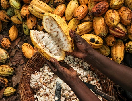 Detail Picture Of Cocoa Beans Nomer 38