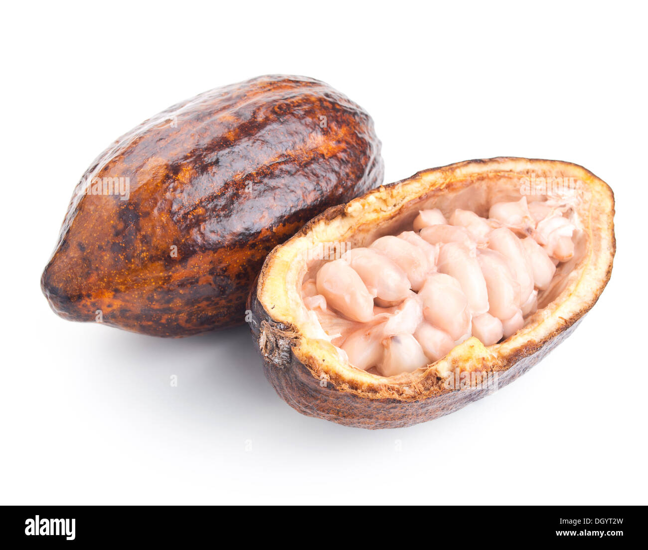 Detail Picture Of Cocoa Beans Nomer 43