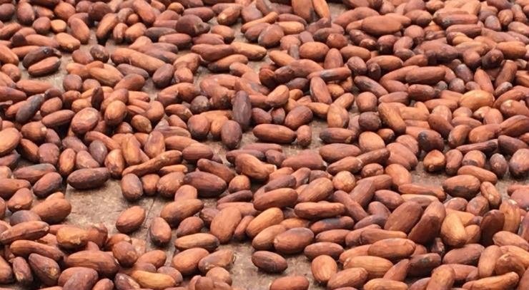 Detail Picture Of Cocoa Beans Nomer 51