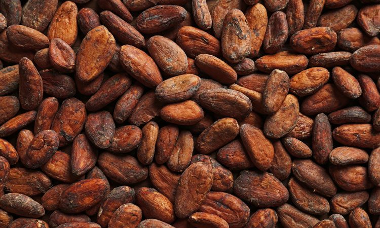 Detail Picture Of Cocoa Beans Nomer 9