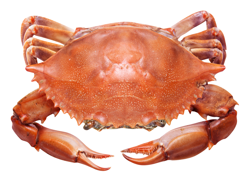 Download Picture Of Crab Nomer 14