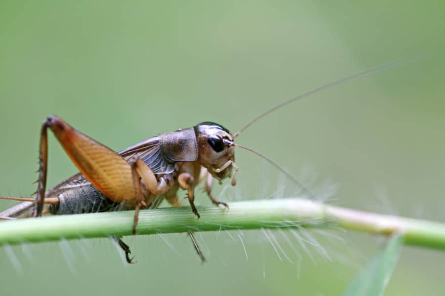 Download Picture Of Crickets Chirping Nomer 18