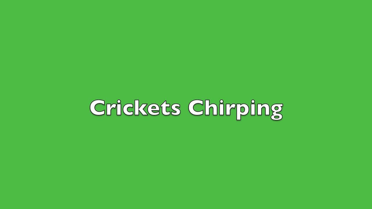 Detail Picture Of Crickets Chirping Nomer 23