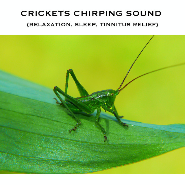 Detail Picture Of Crickets Chirping Nomer 26