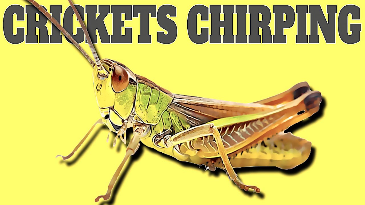 Detail Picture Of Crickets Chirping Nomer 5