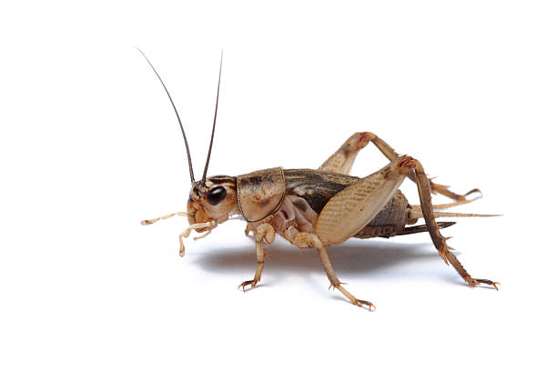 Download Picture Of Crickets Chirping Nomer 40