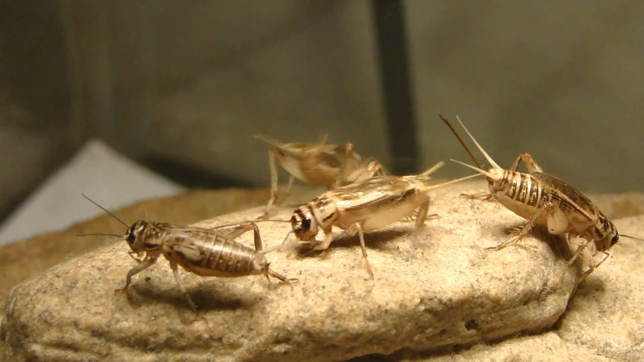 Detail Picture Of Crickets Chirping Nomer 7