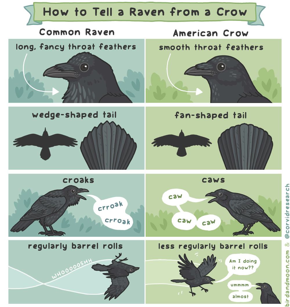 Detail Picture Of Crow And Raven Nomer 2