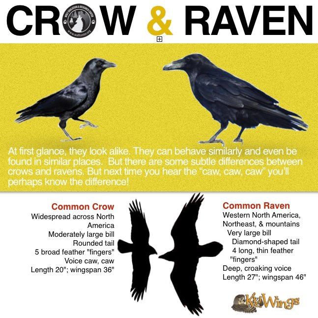 Detail Picture Of Crow And Raven Nomer 27