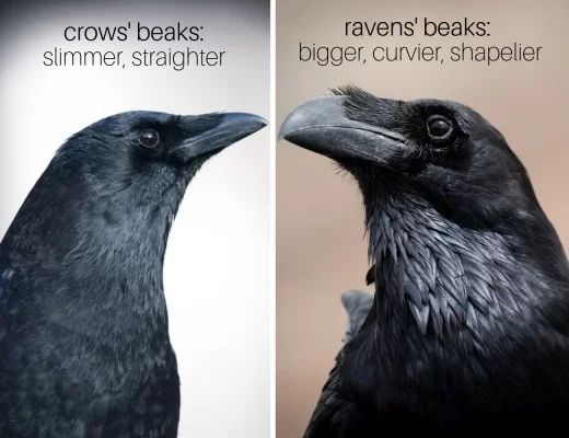 Detail Picture Of Crow And Raven Nomer 9