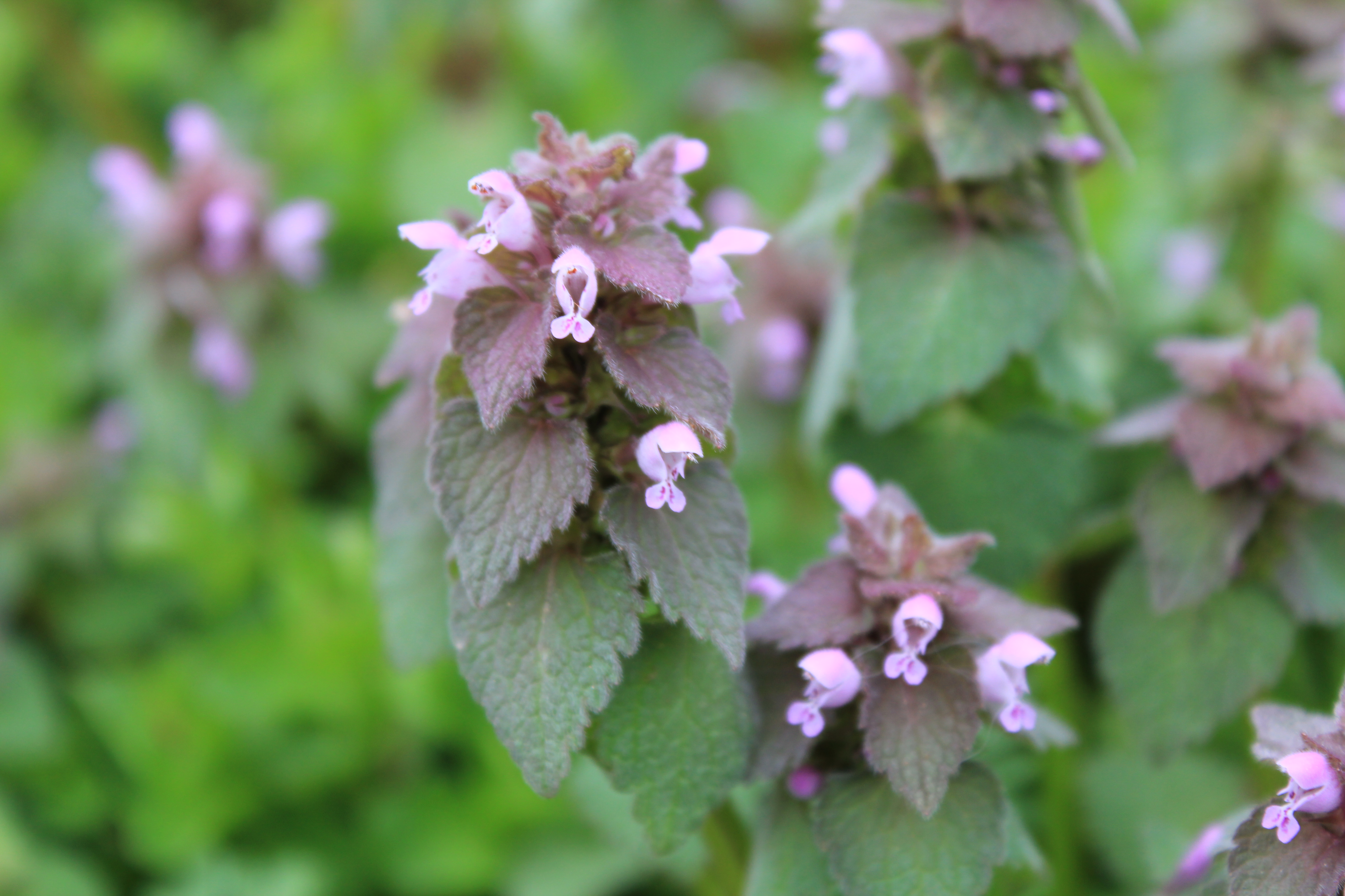 Detail Picture Of Dead Nettle Nomer 9