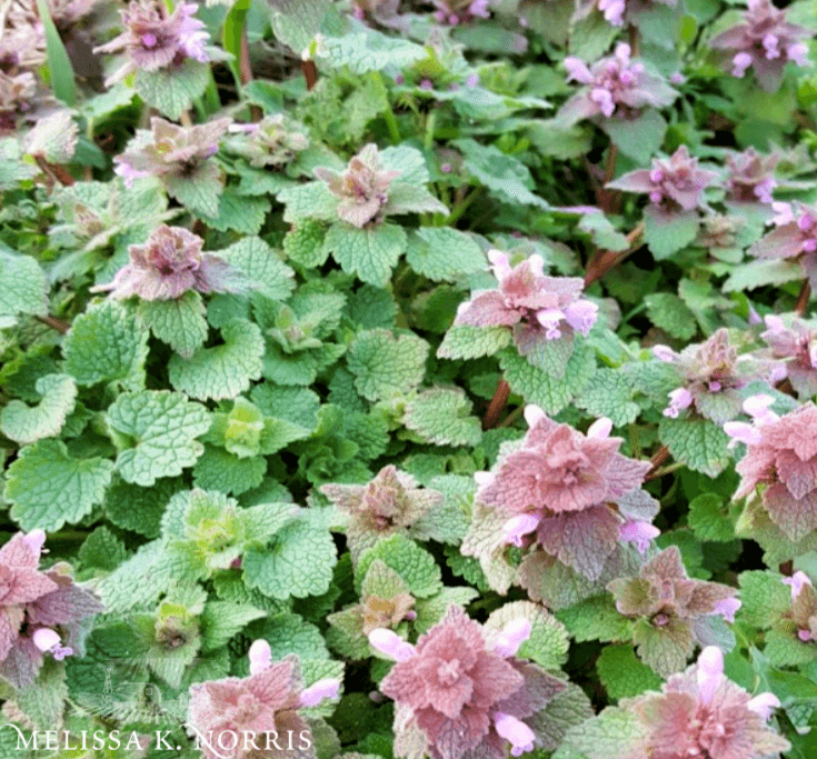 Detail Picture Of Dead Nettle Nomer 11