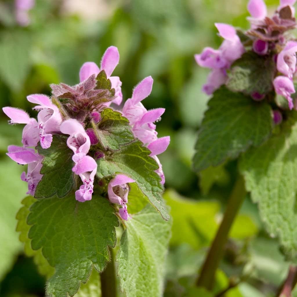 Detail Picture Of Dead Nettle Nomer 12