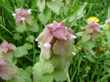 Detail Picture Of Dead Nettle Nomer 15