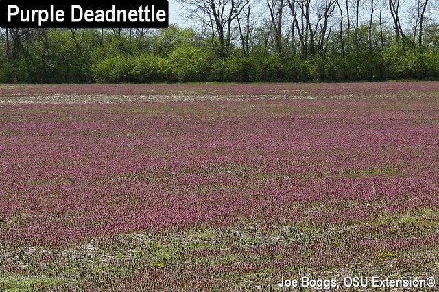 Detail Picture Of Dead Nettle Nomer 20