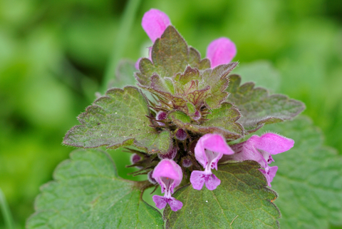 Detail Picture Of Dead Nettle Nomer 21