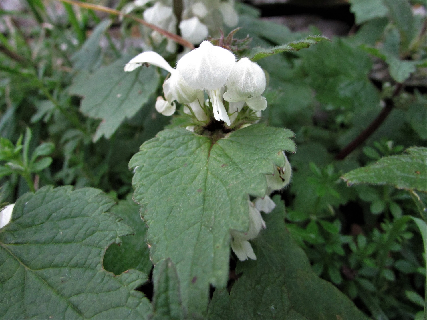 Detail Picture Of Dead Nettle Nomer 22