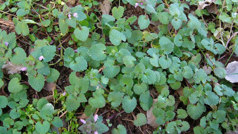 Detail Picture Of Dead Nettle Nomer 7